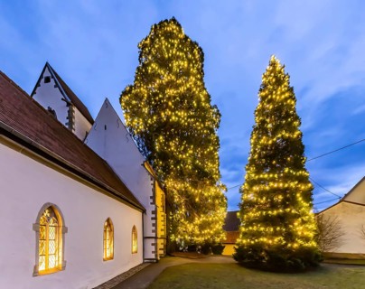 One of the tallest natural Christmas trees in Germany can be found at St Mary's Church in