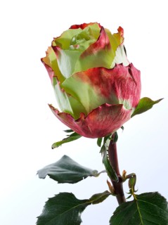 Hybrid rose (Rosa hybrida)