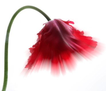 Garden tulip, Gesner's tulip, parrot tulip (Tulipa gesneriana), zoom effect