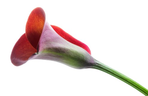 Pink Calla, Rehmann Calla (Zantedeschia rehmannii)