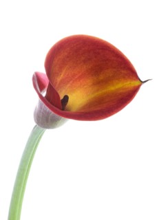Pink Calla, Rehmann Calla (Zantedeschia rehmannii)