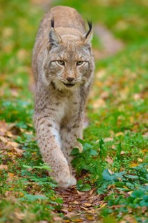 Lynx walking cautiously through green terrain with autumn leaves, Lynx (Lynx lynx), Germany
