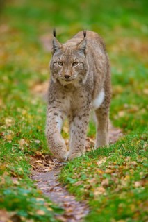 A lynx roams cautiously through the green, autumnal forest. Its gait is determined and alert, Lynx