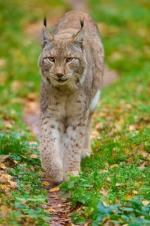 A lynx roams through an autumnal forest path, Lynx (Lynx lynx), Germany