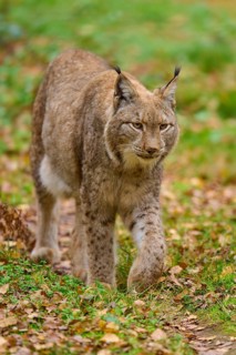 A lynx roams attentively through the autumn forest. The brown fur stands out against the golden