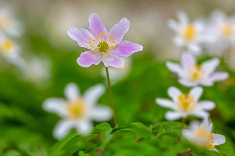 Pink wood anemone among colonial growth of white anemones / European thimbleweed (Anemone nemorosa)