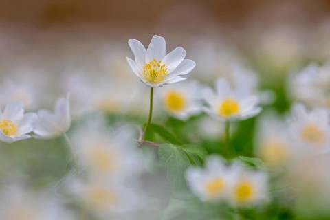Colonial growth of wood anemones / European thimbleweed (Anemone nemorosa) white flowers blooming