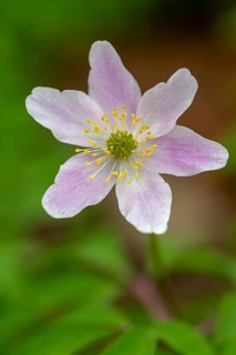 Wood anemone / European thimbleweed (Anemone nemorosa) pink flower blooming in spring forest