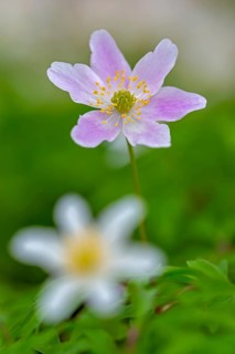 Pink and white wood anemone / European thimbleweed (Anemone nemorosa) flowering in forest in spring