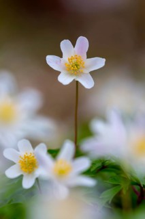 Wood anemone / European thimbleweed (Anemone nemorosa) close-up of white flower showing yellow
