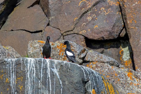 Black guillemot / tystie (Cepphus grylle) pair in breeding plumage nesting on rock ledge in sea