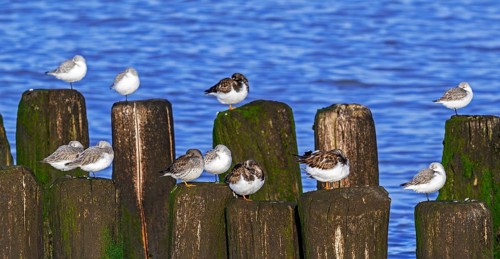 Sanderlings, ruddy turnstones and purple sandpiper in winter plumage resting on wooden breakwater,