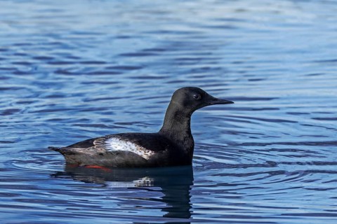 Black guillemot / tystie (Cepphus grylle) in breeding plumage swimming in the Arctic ocean along