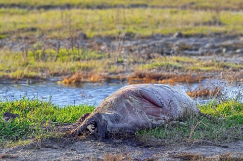 Rotten seal carcass for Dood doet Leven, project by Zeeuwse Landschap placing carcasses of dead