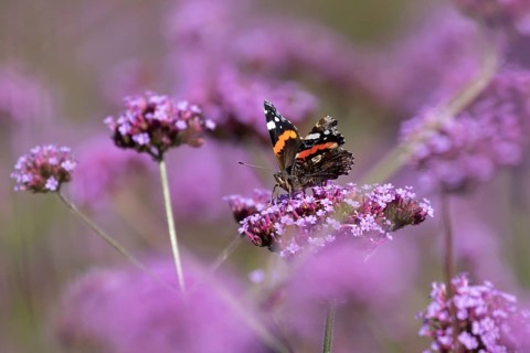 Red admiral butterfly (Vanessa atalanta) adult insect feeding on garden purple Verbena flowers in