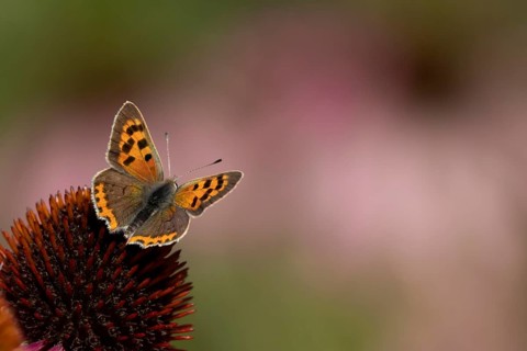 Small copper butterfly (Lycaena phlaeas) adult insect on a Coneflower (Echinacea purpurea) plant