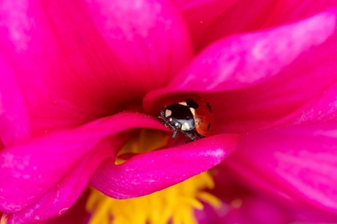 Seven-spot ladybird (Coccinella septempunctata) adult insect on a garden Dahlia flower in summer,