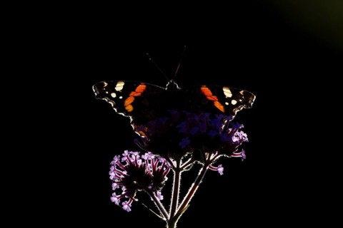 Red admiral butterfly (Vanessa atalanta) adult insect feeding on garden Verbena flowers in the