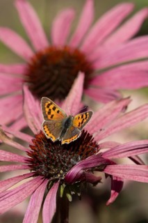Small copper butterfly (Lycaena phlaeas) adult insect feeding on a Coneflower (Echinacea purpurea)