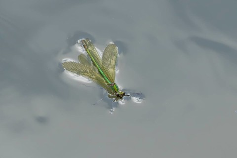 Banded demoiselle damselfly (Calopteryx splendens) adult female insect floating on the water