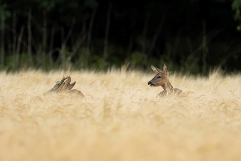 Roe deer (Capreolus capreolus) adult male roebuck and female doe two animals in a farmland barley
