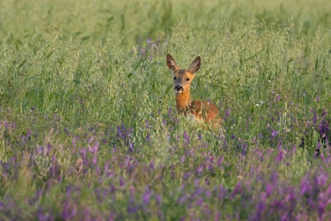 Roe deer (Capreolus capreolus) adult animal female doe in a farmland cereal field with purple vetch