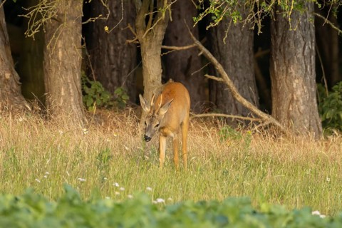 Roe deer (Capreolus capreolus) adult animal male roebuck on the edge of a farmland sugarbeet field