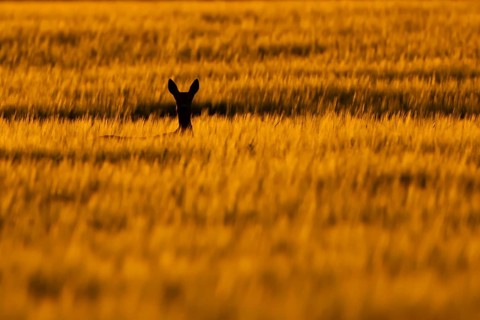 Roe deer (Capreolus capreolus) silhouette of an adult animal female doe in a farmland barley field