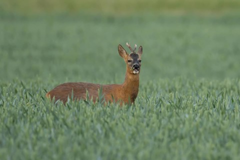 Roe deer (Capreolus capreolus) adult animal male roebuck feeding in a farmland wheat field in