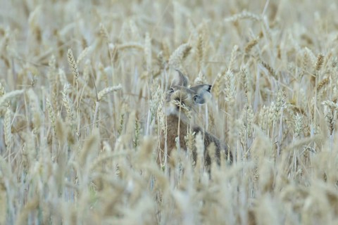 European brown hare (Lepus europaeus) adult animal feeding on a wheat sheath in a farmland field in