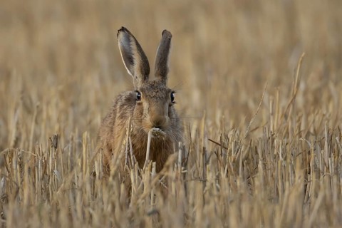 European brown hare (Lepus europaeus) adult animal feeding on a wheat sheath in a farmland stubble
