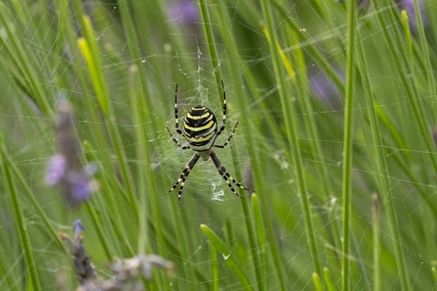 Wasp spider (Argiope bruennichi) adult in its web amongst lavender plants in the summer, England,