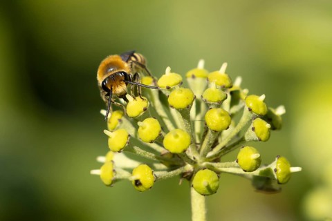 Ivy bee (Colletes hederae) adult insect feeding on Ivy flowers in the summer, England, United