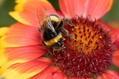 Buff tailed bumblebee (Bombus terrestris) adult bee insect feeding on garden Gaillardia flower in