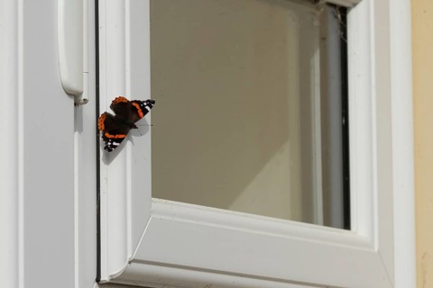 Red admiral butterfly (Vanessa atalanta) adult insect resting on an urban house conservatory window