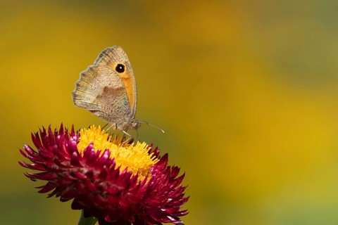 Meadow brown butterfly (Maniola jurtina) adult insect feeding on a garden Strawflower flower in the