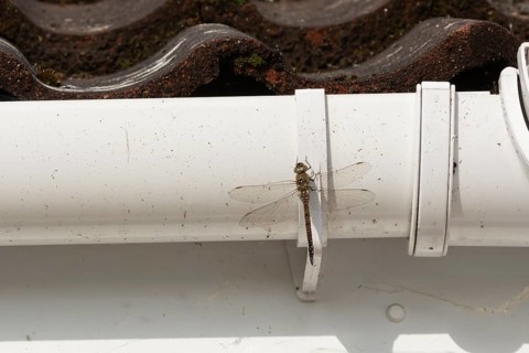 Migrant hawker dragonfly (Aeshna mixta) adult insect resting on a house gutter in the summer,