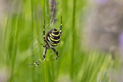 Wasp spider (Argiope bruennichi) adult in its web in the summer, England, United Kingdom
