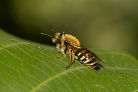 Ivy bee (Colletes hederae) adult insect on a plant leaf in the summer, England, United Kingdom