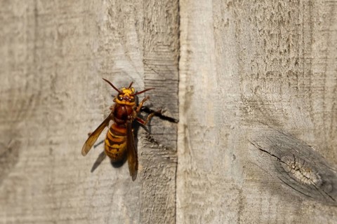 European hornet (Vespa crabro) adult wasp insect on a garden wooden fence in the summer, England,