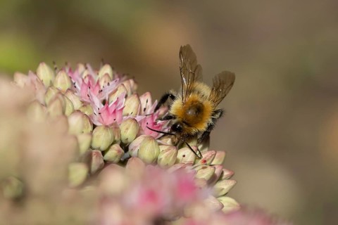 Common carder bumblebee (Bombus pascuorum) adult bee insect feeding on a garden pink Sedum flower
