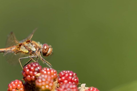 Common darter dragonfly (Sympetrum striolatum) adult insect resting on a blackberry fruit in