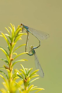 Red eyed damselfly (Erythromma najas) two adult insects mating on a Yew tree leaf in the summer,