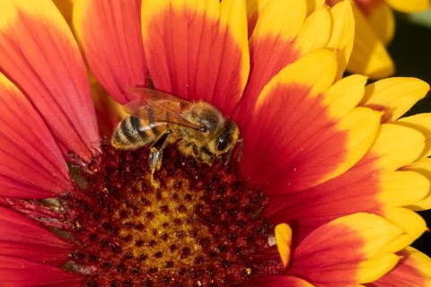 Honey bee (Apis mellifera) adult insect feeding on a garden Gaillardia flower in the summer,