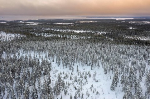 Aerial view over snow covered spruce trees on the taiga at sunset in winter, Riisitunturi National