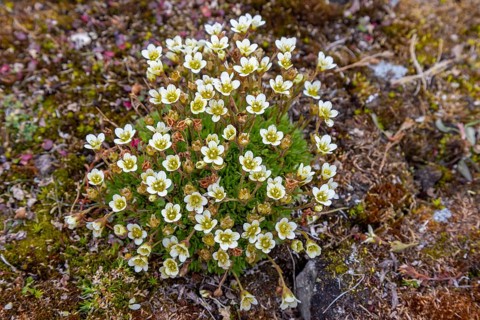 Tufted alpine saxifrage, tufted saxifrage (Saxifraga cespitosa, Saxifraga caespitosa) in flower on