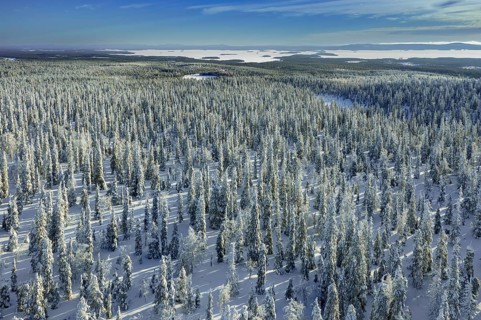 Aerial view over snow covered spruce trees on the taiga in winter, Riisitunturi National Park,