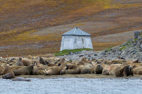 Atlantic walruses (Odobenus rosmarus) colony resting at terrestrial haulout, haul-out on beach