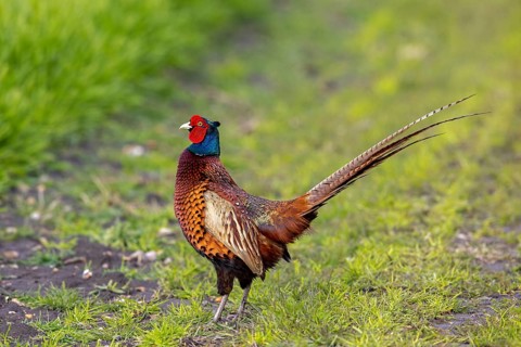 Common pheasant (Phasianus colchicus) adult male, cock in field during the breeding season in