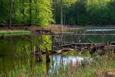 Schweingartensee in spring, lake in the Serrahn Hills, Serrahner Berge, Mecklenburgische Seenplatte
